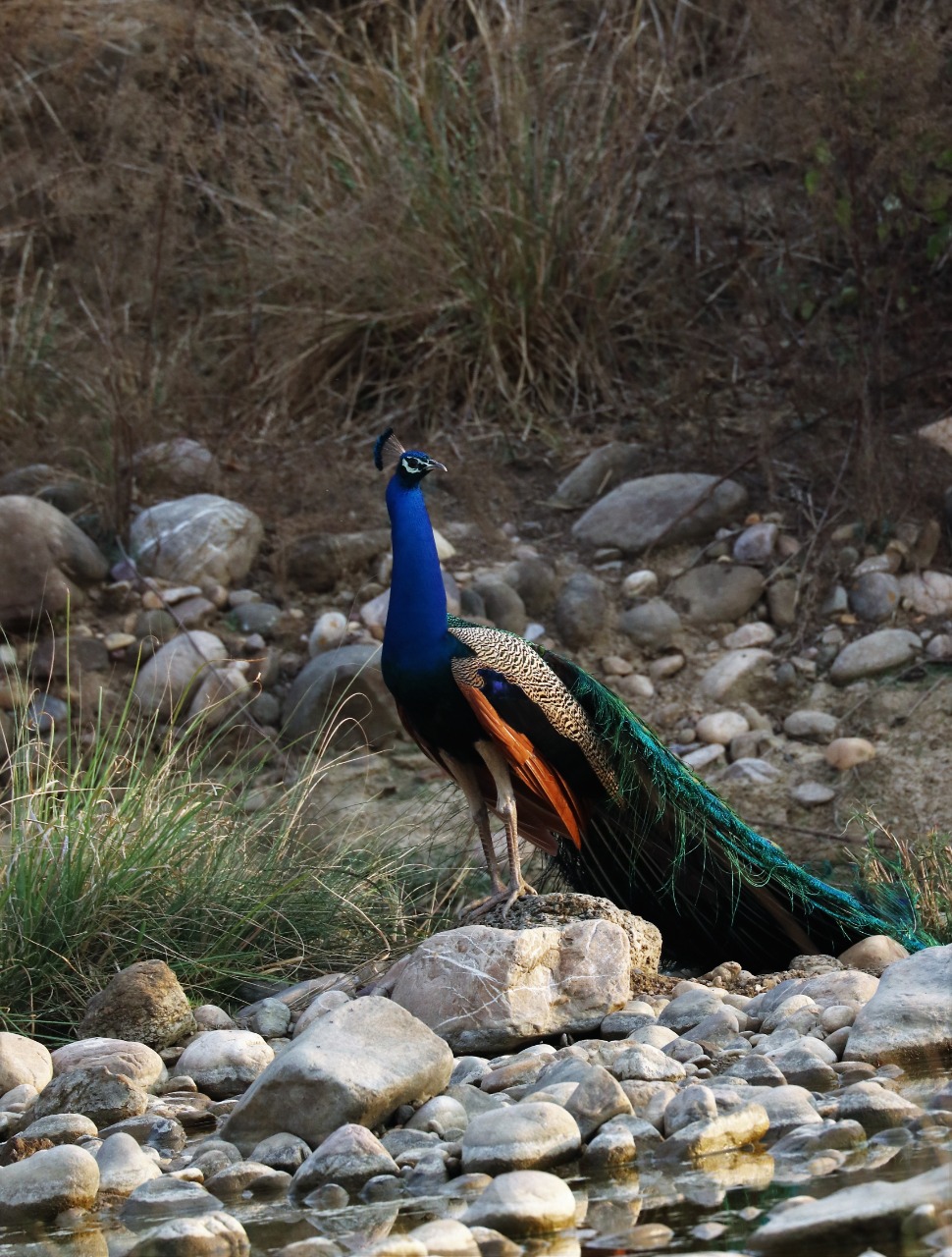 About Nandhaur Wildlife Sanctuary