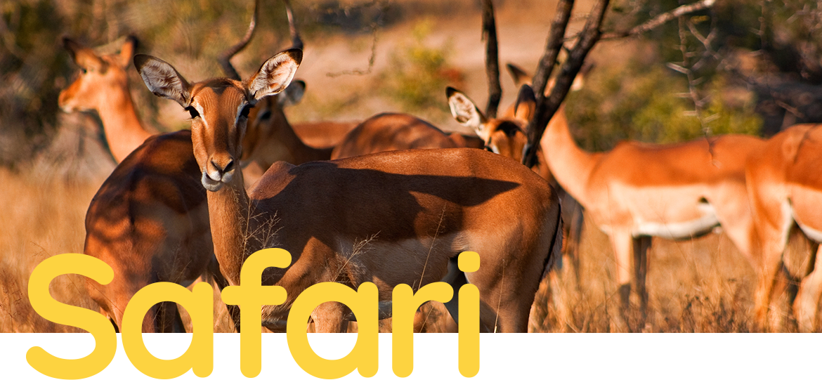 About Nandhaur Safari