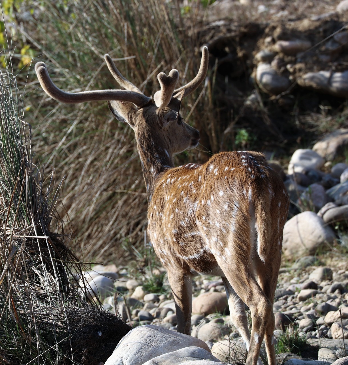 Wildlife Sanctuary in Uttarkhand