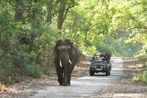 Jim Corbett National Park