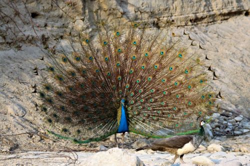 nandhaur wildlife sanctuary